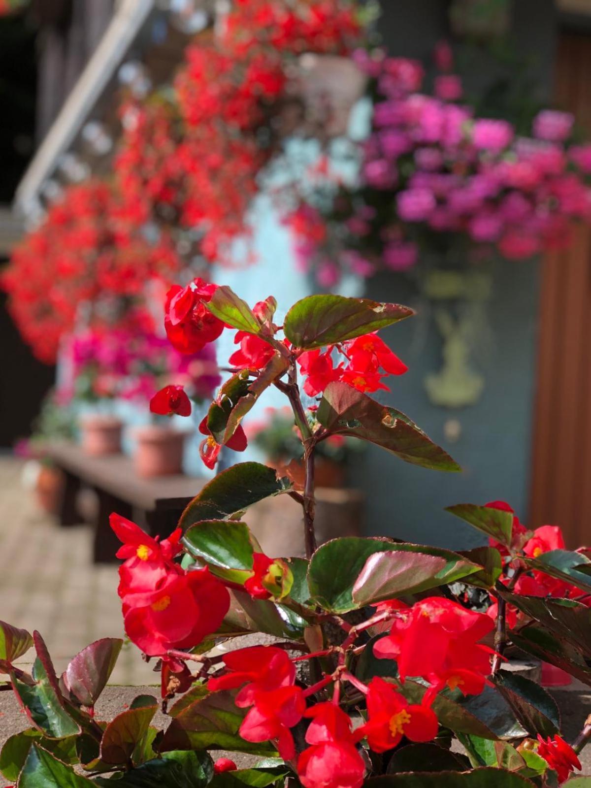 Haus-Erzberg Bed & Breakfast Vordernberg Eksteriør bilde